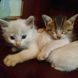 Meet your Posher, Bui thi